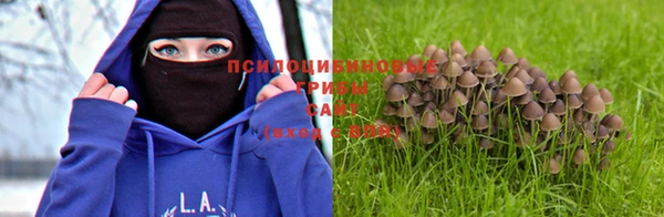 прущие грибы Пересвет